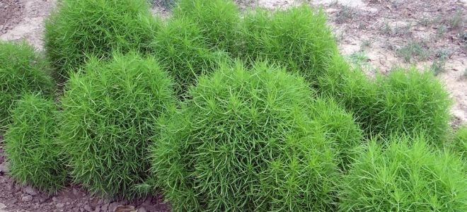Кохия (Kochia)