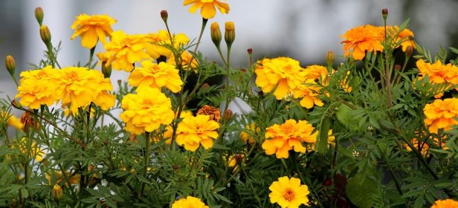 Бархатцы (Tagetes)