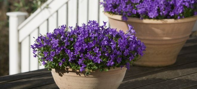 Колокольчик (Campanula)